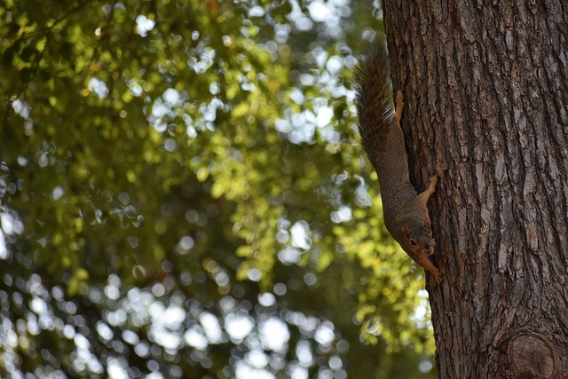 更是胜利的 更是胜利的